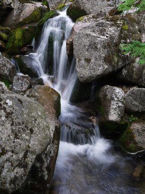 vahşi rapids