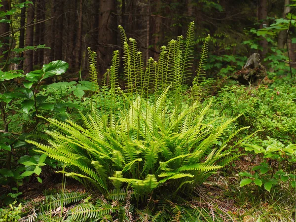 Fern in the forest. — Stock Photo, Image