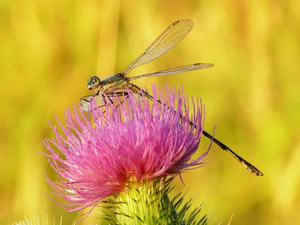 Dragonfly — Stock Photo, Image