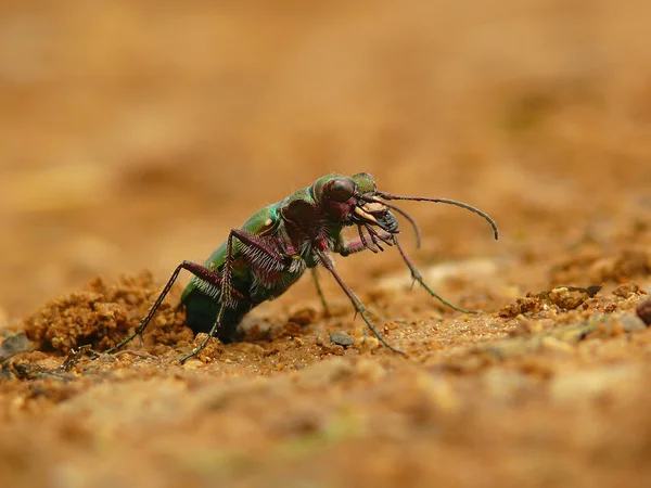 Beatle predator — Stock Photo, Image