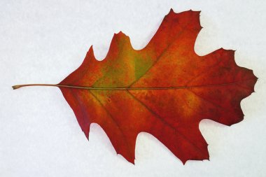 sonbahar yaprakları renkli.