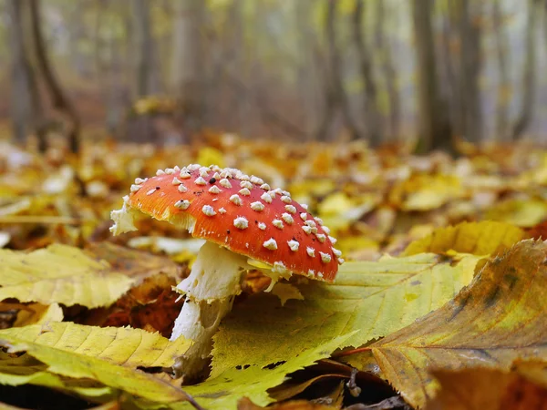 Red mushroom — Stock Photo, Image