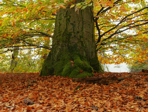 Herbstbaum — Stockfoto