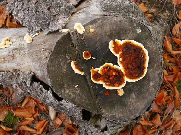 Pilze auf einem Baumstumpf — Stockfoto