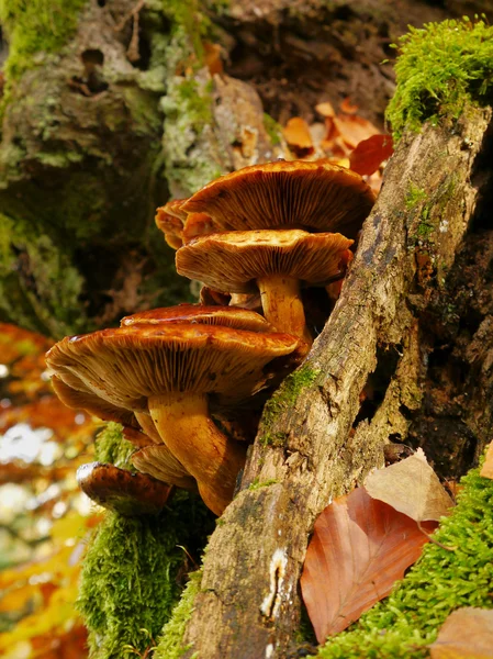 Mushrooms on a tree — Stock Photo, Image