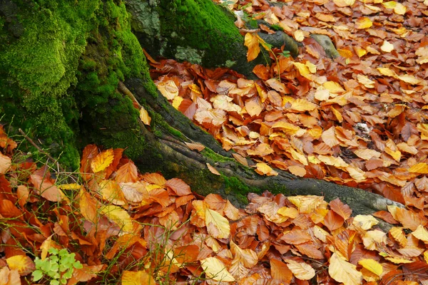 Autumn stump — Stock Photo, Image