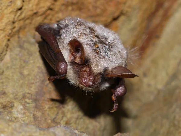 Pipistrello in grotta — Foto Stock