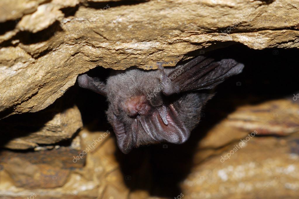 Bat in cave Stock Photo by Pettys 36877021 Biology Diagrams