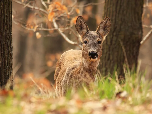 Rehe im Wald — Stockfoto