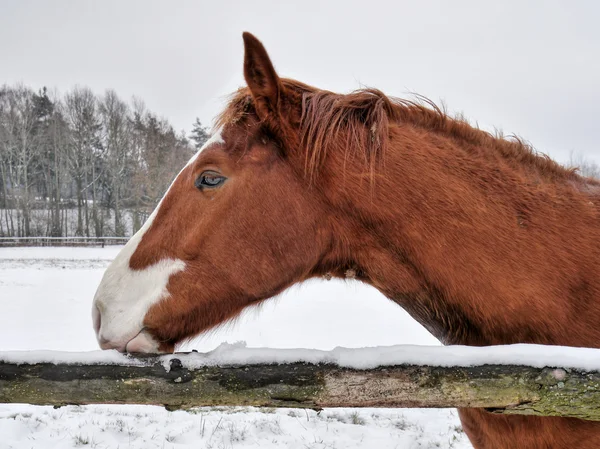 茶色の白い馬 — ストック写真