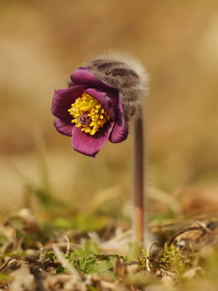 Lente bloem pulsatilla — Stockfoto