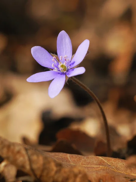 春紫の花 — ストック写真