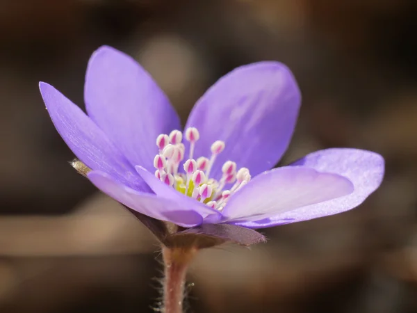 Hepatica bloem van de lente — Stockfoto