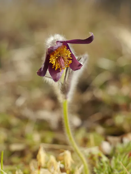 Zeldzame voorjaar bloem pulsatilla — Stockfoto