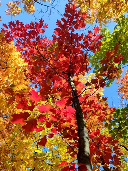 Amazingly Colorful Autumn Leaves American Oak Abstract Image — Stock Photo, Image