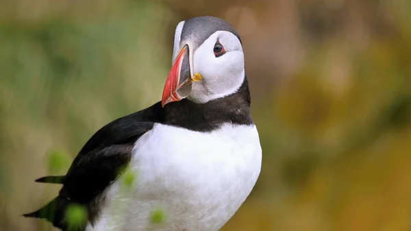 Puffins Zijn Watervogels Van Alkoof Familie Zeepapegaai — Stockfoto