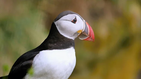 Puffins Zijn Watervogels Van Alkoof Familie Zeepapegaai — Stockfoto