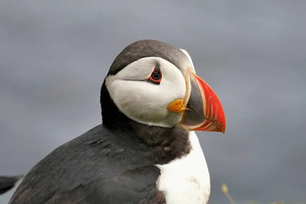 Puffins Zijn Watervogels Van Alkoof Familie Zeepapegaai — Stockfoto