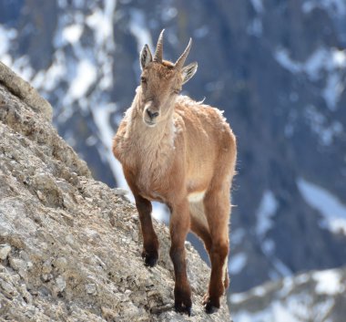 bir kayanın içinde dağ keçisi