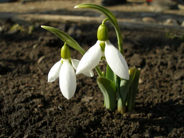 Schneeglöckchen — Stockfoto