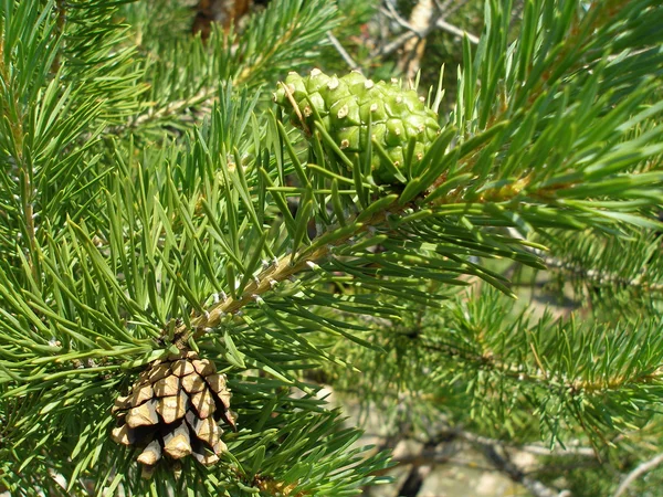 Tree — Stock Photo, Image