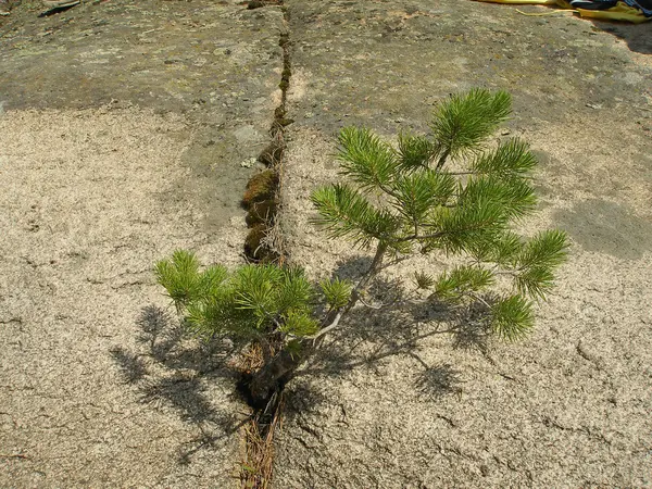 Tree — Stock Photo, Image