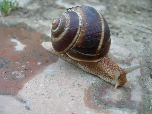 Schnecke — Stockfoto