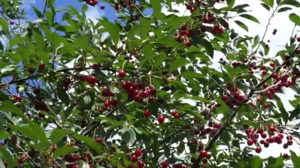 Muchas Cerezas Maduras Balancean Las Ramas Una Rica Cosecha Bayas — Vídeos de Stock