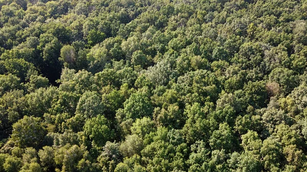 Schöner Dichter Wald Von Oben Gesehen Die Wipfel Einer Vielzahl — Stockfoto