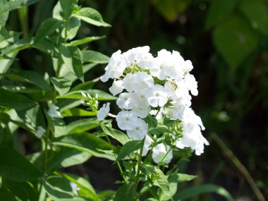 Bitkinin gövdesinde birçok beyaz fenik çiçeği vardır. Beyaz çiçeklerin enfeksiyonu, yakın plan..