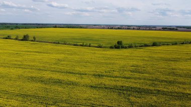 Mavi gökyüzünün altında resimli bir kolza tohumu tarlası. Çiçek açan kolza tohumu ile kaplı tarım arazisi, hava manzarası.