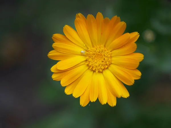 Flor Calêndula Laranja Vista Superior Uma Pequena Aranha Uma Flor — Fotografia de Stock