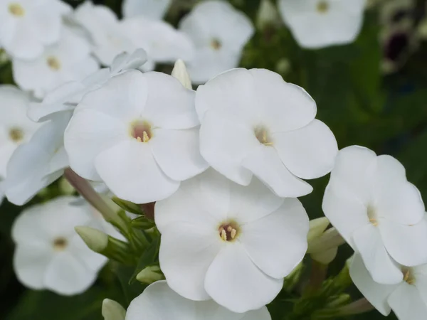 Ein Paar Weiße Phloxblüten Ein Makrofoto Weiße Blüten Aus Nächster — Stockfoto