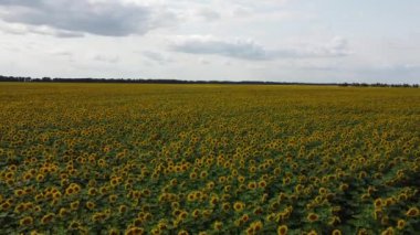 Ayçiçeği tarlasının üzerindeki bulutlu gökyüzü, hava manzarası. Tarım alanı.