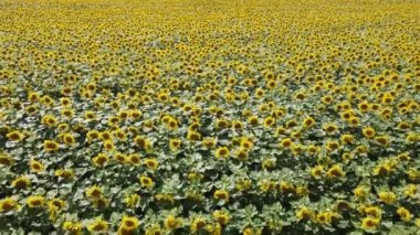 Bir ayçiçeği tarlasının üzerinde uçmak. Çiftçi tarlasında açan ayçiçekleri.