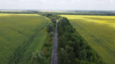 Dar bir yol iki ayçiçeği tarlasını ayırır. Dar bir yolda uçuyor.