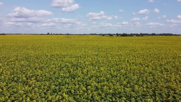 Blooming Sunflower Field Sunny Day Clouds Blue Sky Landscape — Stock Video