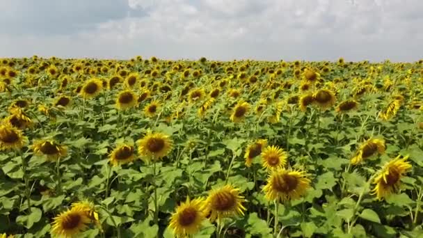 Zonnebloemen Zwaaien Wind Bewolkte Lucht Boven Een Zonnebloemenveld Een Zomerdag — Stockvideo