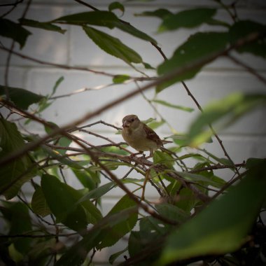 Kiraz ağacının dalında küçük bir serçe, bir vignette..