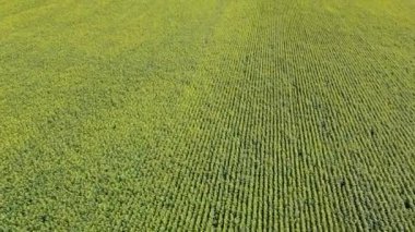 Uçsuz bucaksız bir ayçiçeği tarlasının üzerinde. Tarım alanı, hava manzarası.