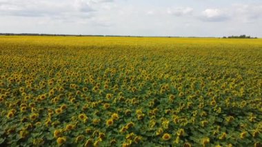 Güneşli bir günde çiçek açan bir ayçiçeği tarlası. Mavi gökyüzünde bulutlar, manzara.