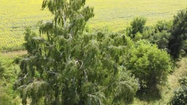 Huş ağacı rüzgarda sallanıyor. Ağaç anten görüntüsü.