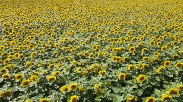 Latanie Nad Polem Słonecznikowym Kwitnące Słoneczniki Polu Rolniczym — Wideo stockowe