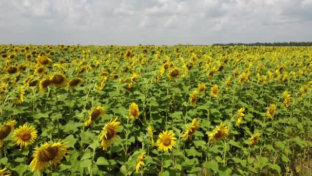 Sunflower Flowers Sway Wind Cloudy Sky Sunflower Field Summer Day — Stock Video