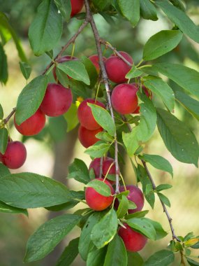 Bir dalda bir sürü olgun kirazlı erik böğürtleni, yakın plan. Olgun meyveler.