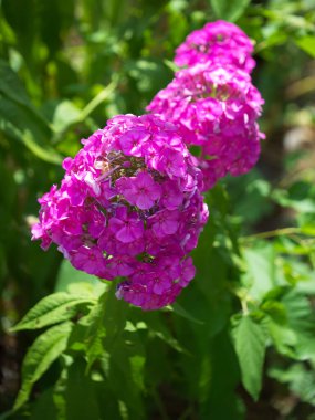 Pembe feniks çiçeklerinin enfeksiyonu. Bir sürü pembe çiçek..