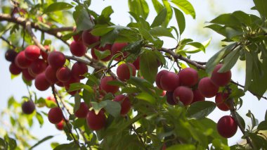 Olgun kirazlı erik meyveleriyle dolu bir dal. Bir dalda meyve..