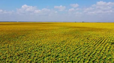Bulutların gölgeleri bir çiftçi tarlasının yüzeyinde hareket eder. Geniş ayçiçeği tarlaları. Ayçiçeği tarlasının üzerinde güzel bulutlu bir gökyüzü.