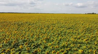 Güneşli bir günde çiçek açan bir ayçiçeği tarlası. Mavi gökyüzünde bulutlar, manzara.