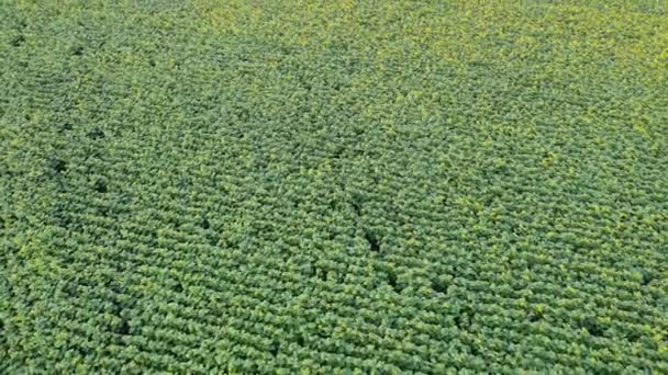 Survoler Vaste Champ Tournesol Champ Agricole Vue Aérienne — Video